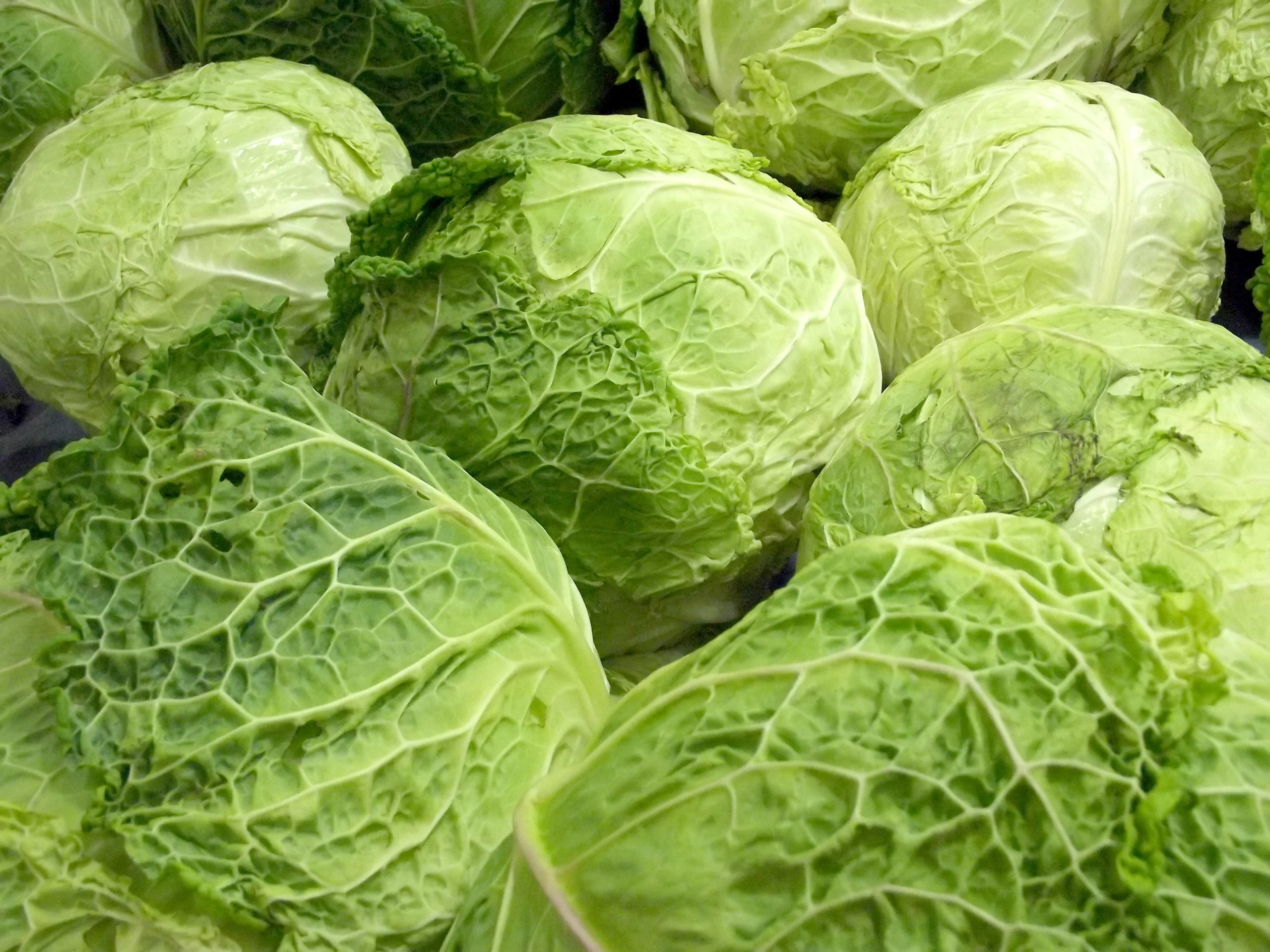 plant cabbage in your garden step by step