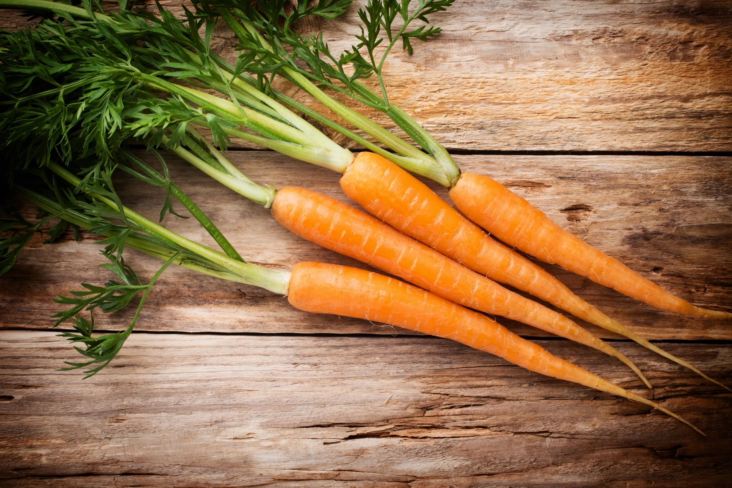 Growing Carrots